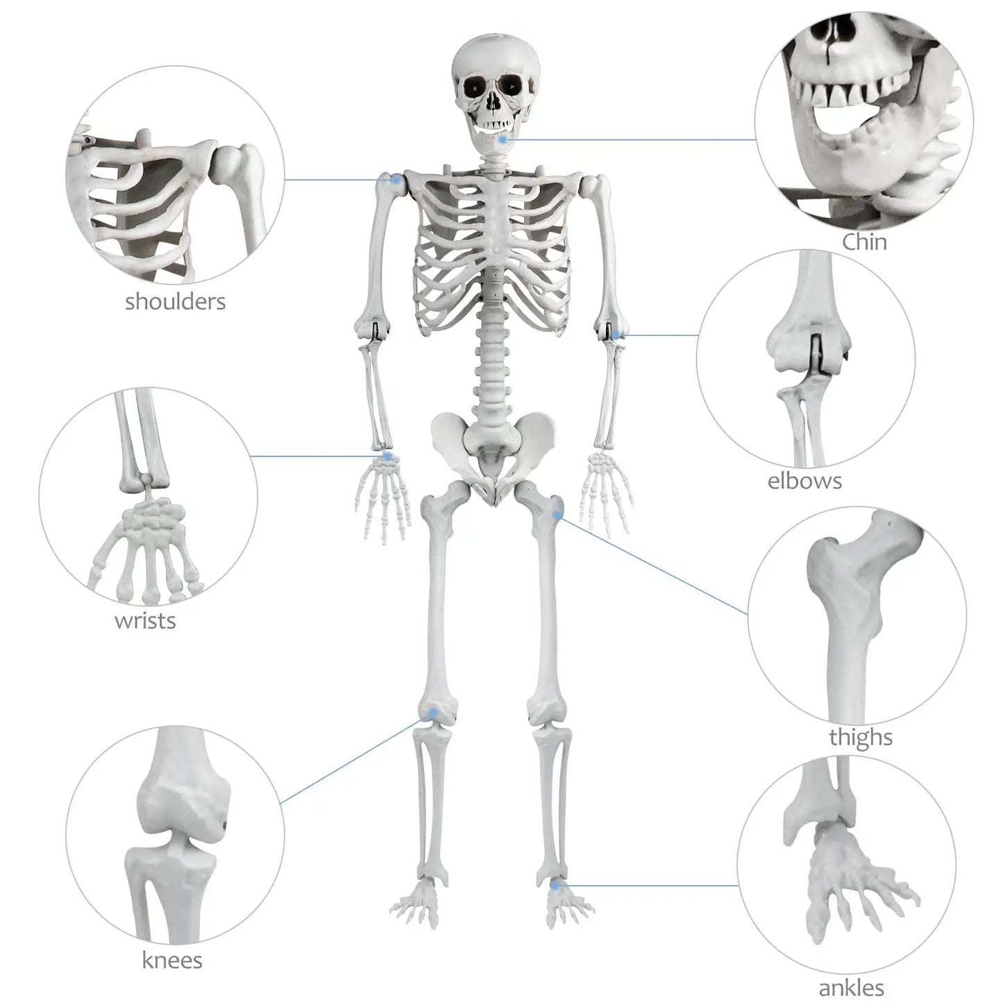 Halloween Skeleton Decoration Plastic Vivid Design Sound Effect 165cm Home Ornament Bone Decor Movable Joints for Photo