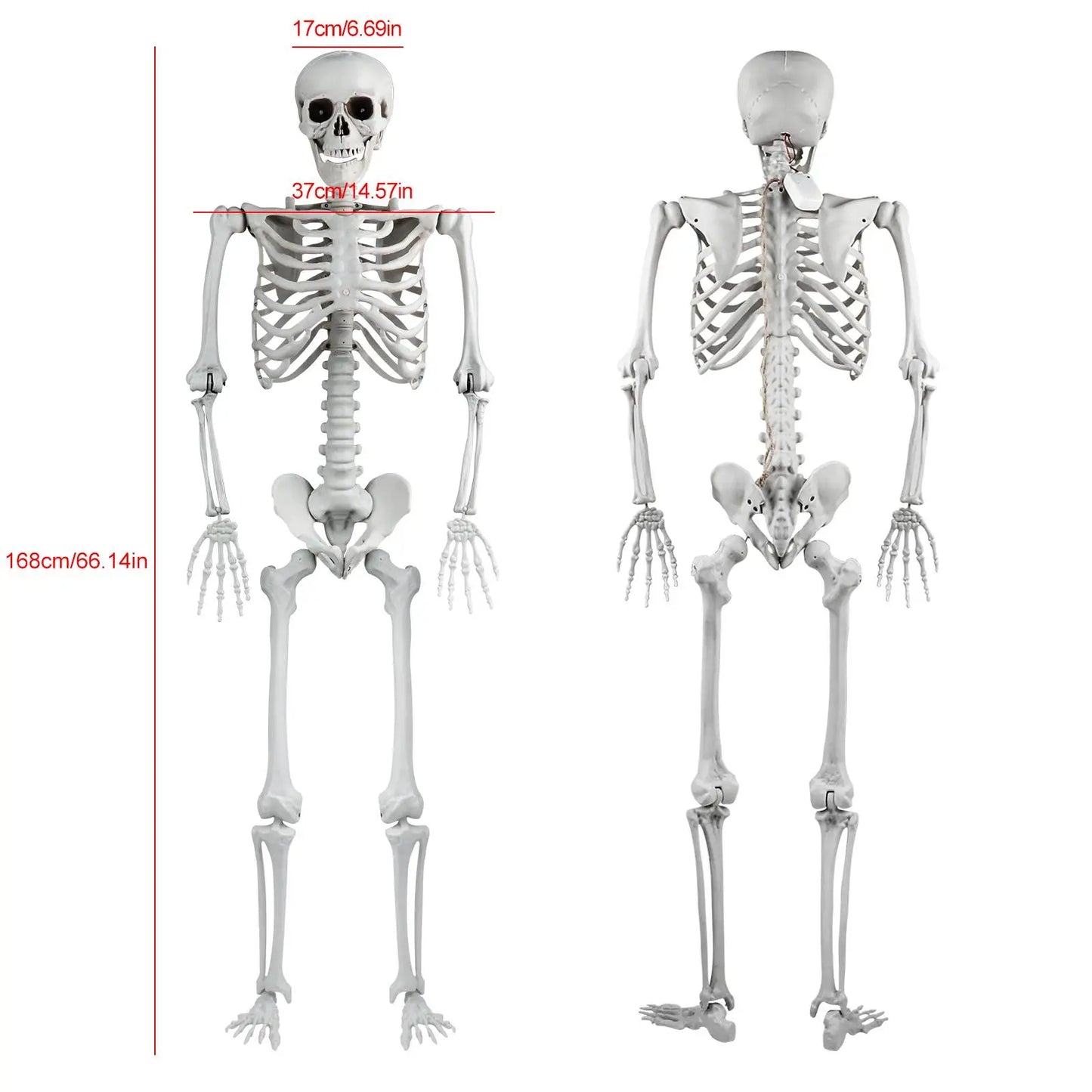 Halloween Skeleton Decoration Plastic Vivid Design Sound Effect 165cm Home Ornament Bone Decor Movable Joints for Photo