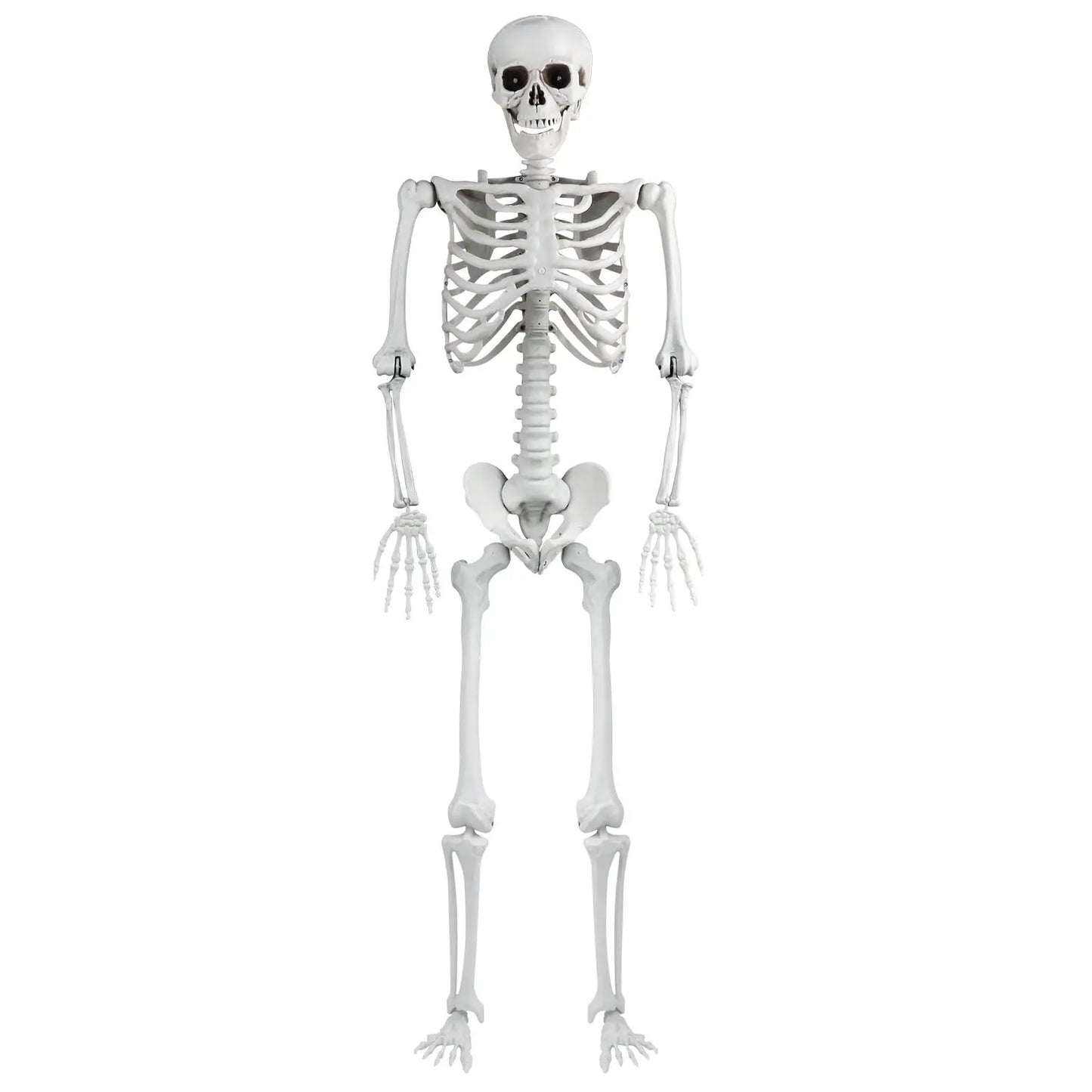 Halloween Skeleton Decoration Plastic Vivid Design Sound Effect 165cm Home Ornament Bone Decor Movable Joints for Photo